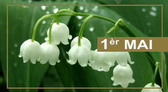 MUGUET PORTE - BONHEUR MUGUET PORTE - BONHEUR